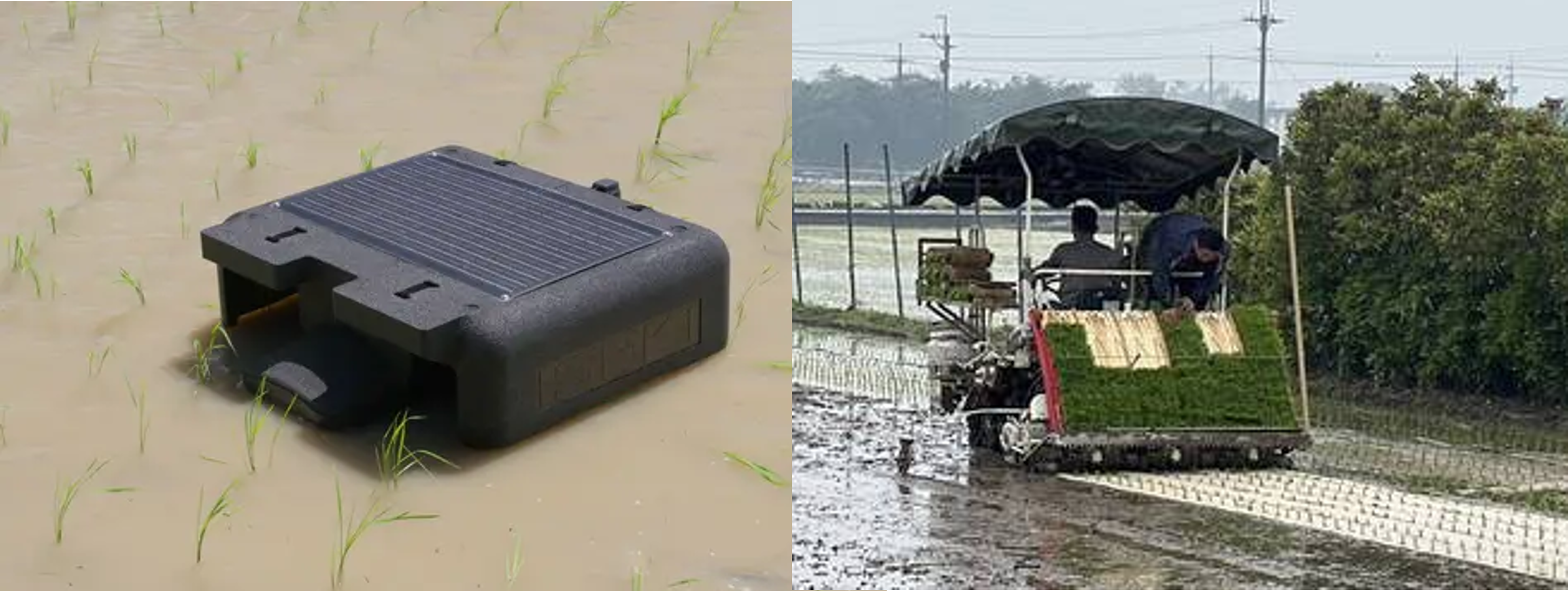 高科技禾鴨機在水田裡巡邏